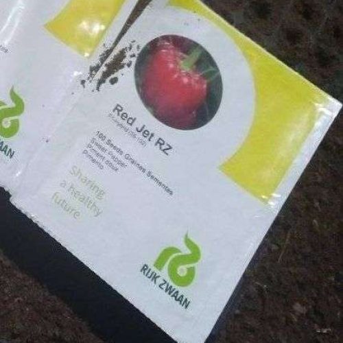Sweet Red Bell Pepper – Red Jet RZ F1 (100 Seeds)