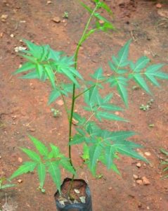 Hybrid Neem Seedling