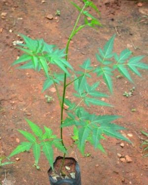 Hybrid Neem Seedling