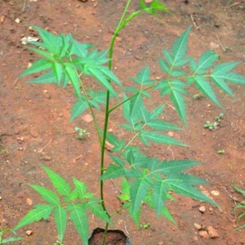 Hybrid Neem Seedling