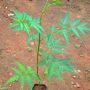 Hybrid Neem Seedling