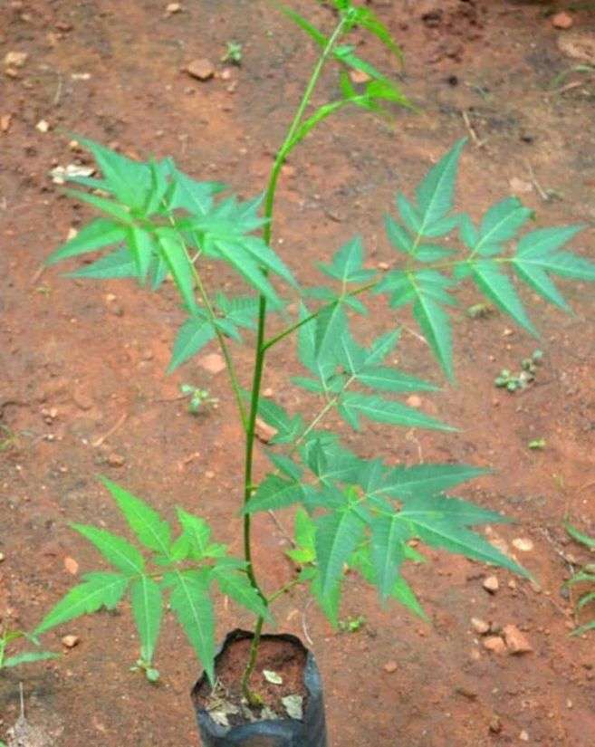 Hybrid Neem Seedling