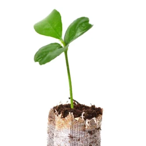 Hybrid Tangerine Seedling