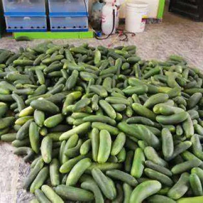 Tokyo Cucumber