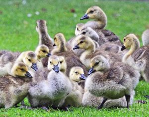 Foreign Goslings