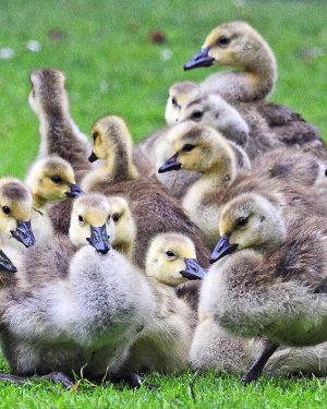 Foreign Goslings