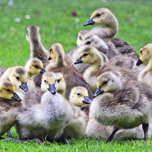Foreign Goslings (Male & Female Baby Geese | 4 Weeks Old)