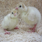Day Old Foreign Turkey (Full Carton)