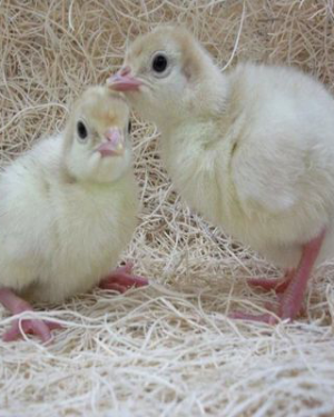 Day Old Foreign Turkey (Full Carton)