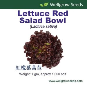 Wellgrow Lettuce Red Salad Bowl