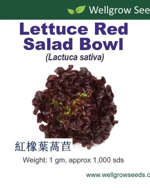 Wellgrow Lettuce Red Salad Bowl