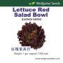 Wellgrow Lettuce Red Salad Bowl