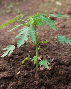 Hybrid Dwarf Papaya Seedling