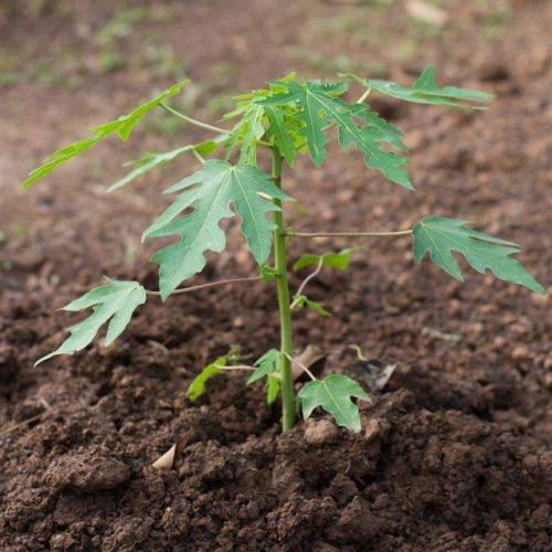 Hybrid Dwarf Papaya Seedling