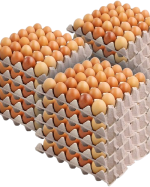 Egg | 200 Crates Minimum Order