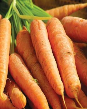 Carrot | 50kg