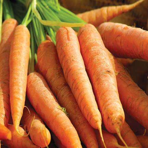 Carrot | 50kg