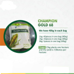Champion Gold 68 F1 hybrid yellow maize | 2kg