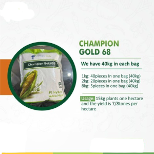 Champion Gold 68 F1 hybrid yellow maize | 2kg
