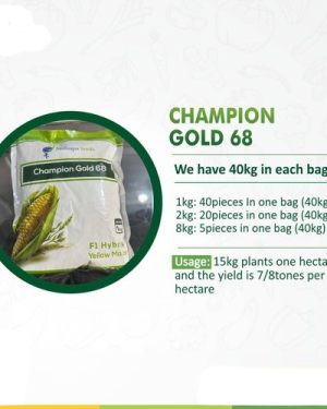 Champion Gold 68 F1 hybrid yellow maize | 2kg