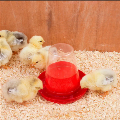 Transparent Adult Drinkers - Image 2