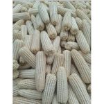 Samaz 15 Maize Seed