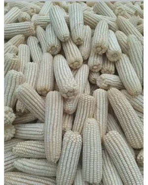 Samaz 15 Maize Seed