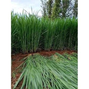 Napier Grass