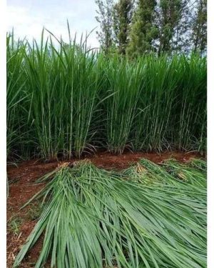 Napier Grass