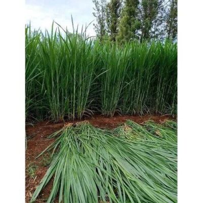 Napier Grass | 1/2 Half Bag (500 Stems)