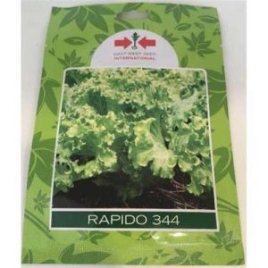 Rapido 344 Lettuce