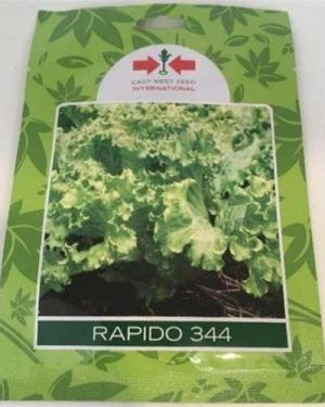 Rapido 344 Lettuce