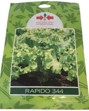 Rapido 344 Lettuce