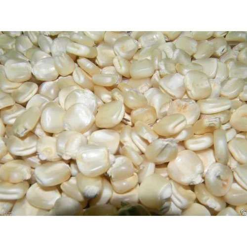 Samaz 15 Maize Seed