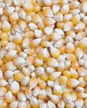 Samaz 50 Maize Seed
