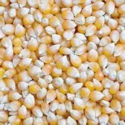 Sammaz 50 Maize Seed | 25kg