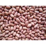 Samnut 26 Groundnut Seed