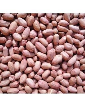 Samnut 26 Groundnut Seed