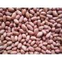 Samnut 26 Groundnut Seed