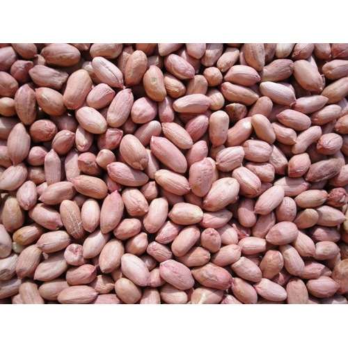Samnut 26 Groundnut Seed