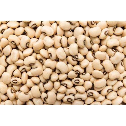 Sampea 11 Cowpea Seed