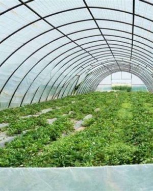 Solarig Greenhouse Cover