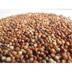Sorghum CSR 01 Seed