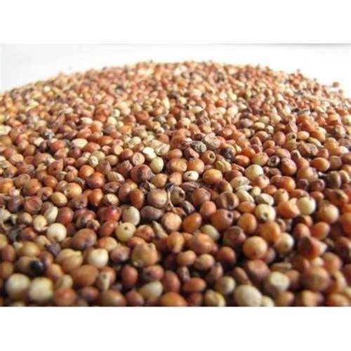Sorghum CSR 01 Seed