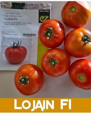 Tomato Lojain F1 Det. Beef