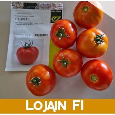 Tomato Lojain F1 (Det. Beef) | 1000 seeds