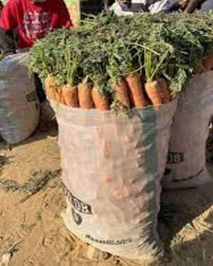 Sack of Carrots (50kg)