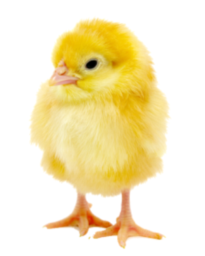 Cascada Day Old Broiler (Arbor Acres) | 1 Carton