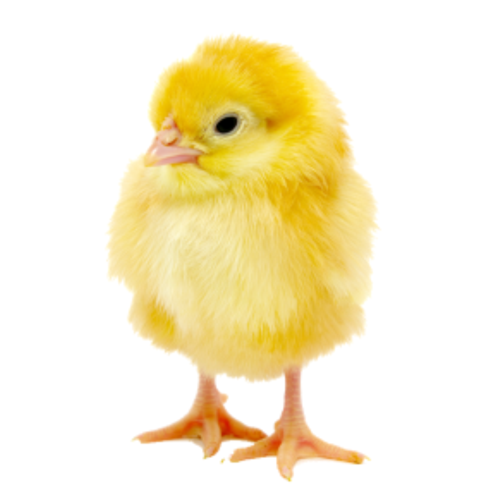 Cascada Day Old Broiler (Arbor Acres) | 1 Carton