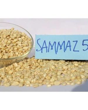 Sammaz 51 Maize Seed